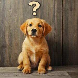 dog FAQs