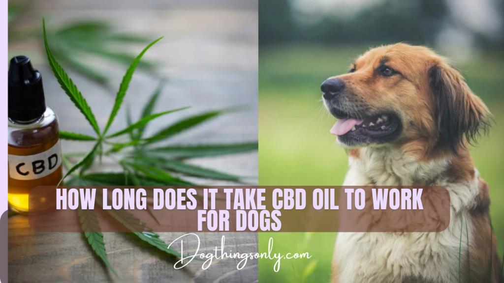How Long Does It Take for Dog CBD Oil to Work?