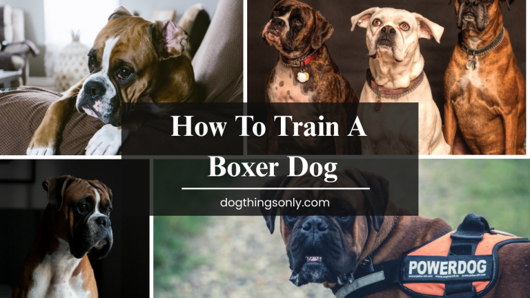 How To Train A Boxer Dog