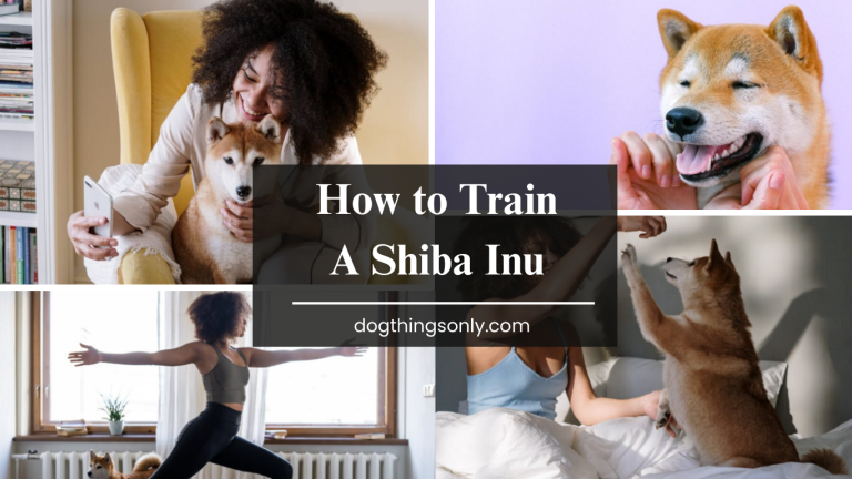Train Shiba Inu